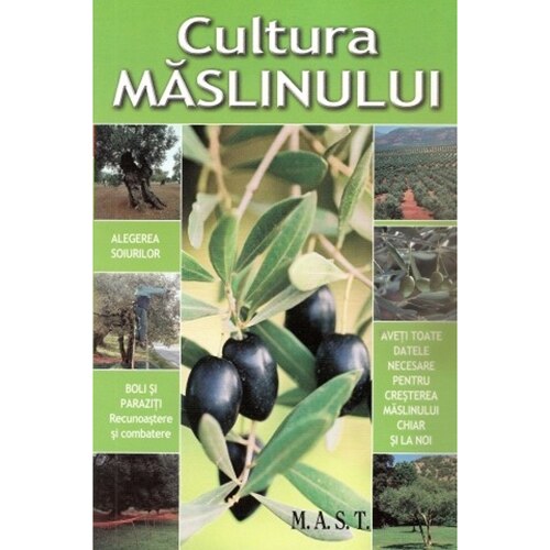 Cultura Maslinului