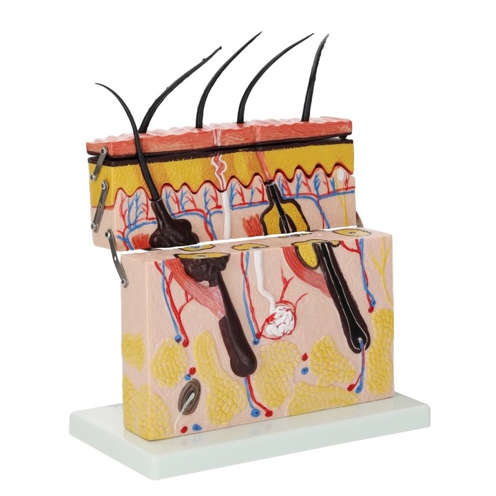 Model anatomic in sectiune transversala al pielii umane