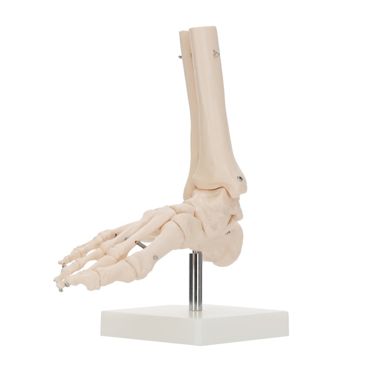 Model anatomic la scara 1:1 al articulatiei gleznei