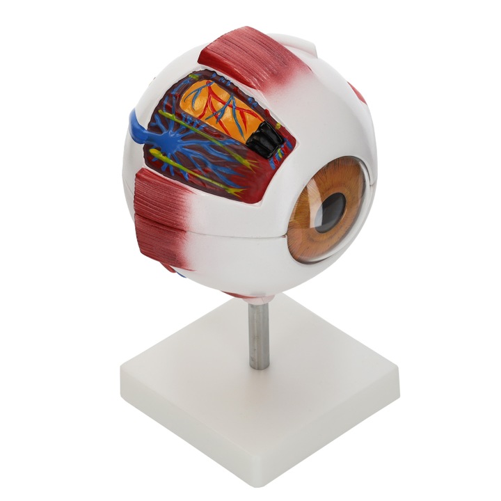 3D анатомичен модел на око