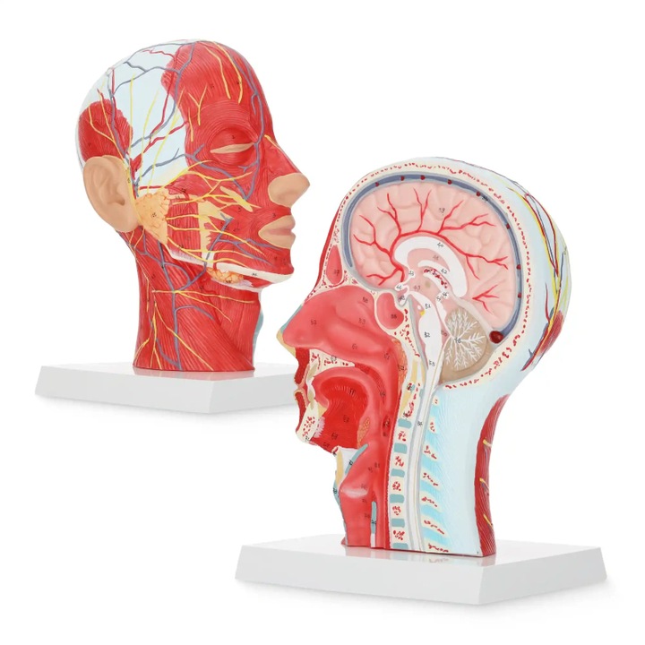 Model anatomic la scara 1:1 al unei sectiuni transversale a capului uman