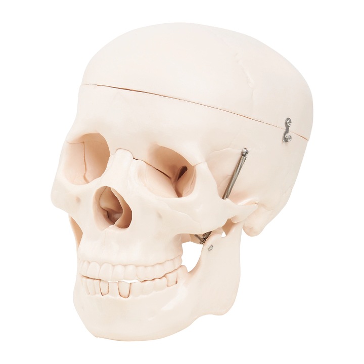 Model anatomic al craniului uman
