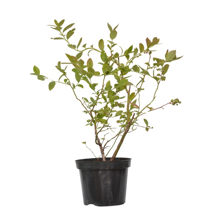 Planta ghiveci de Afin Elizabeth de 30-50cm