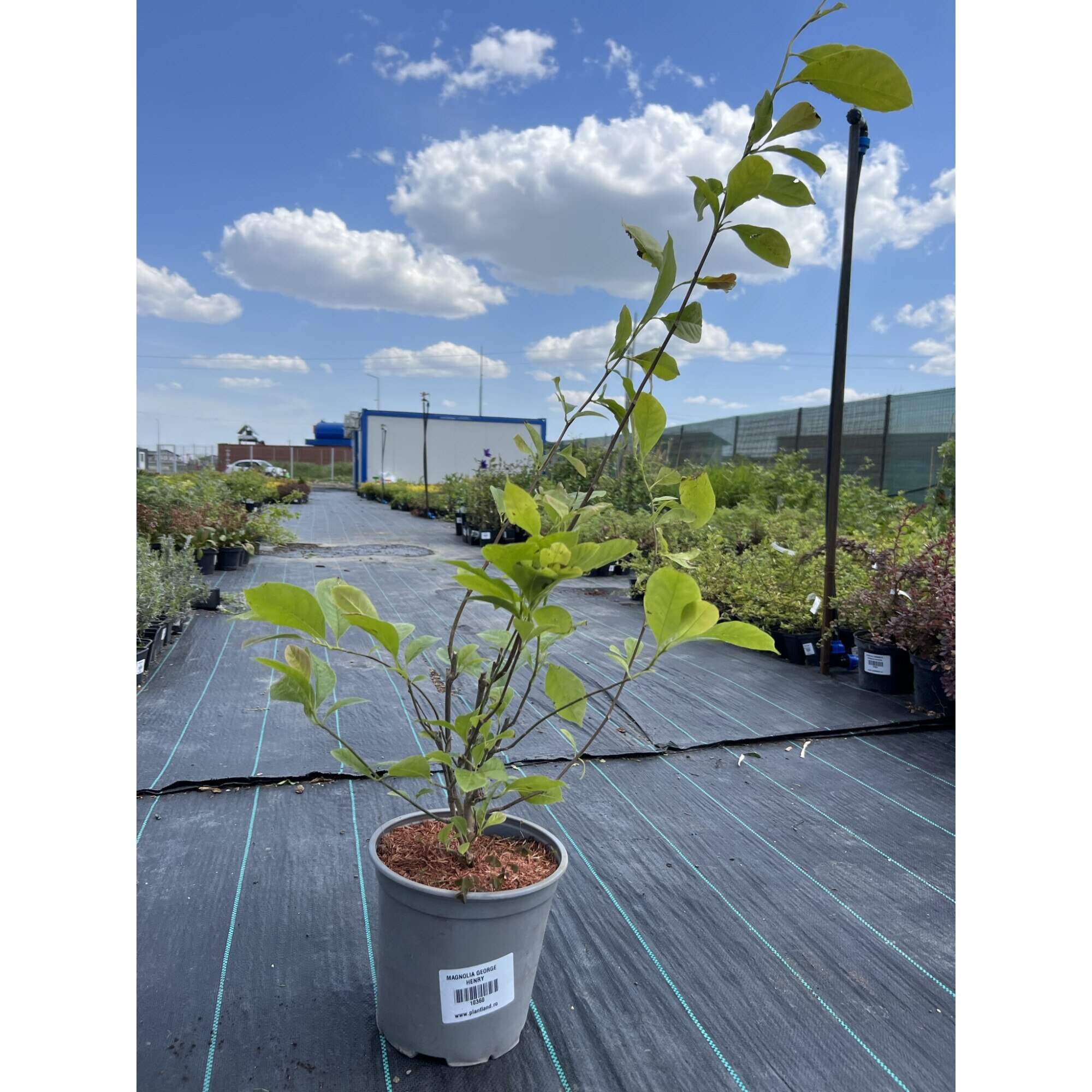 Planta Roz Planta ghiveci de Magnolia roz cu alb ”George Henry” de 50-70cm - eMAG.ro