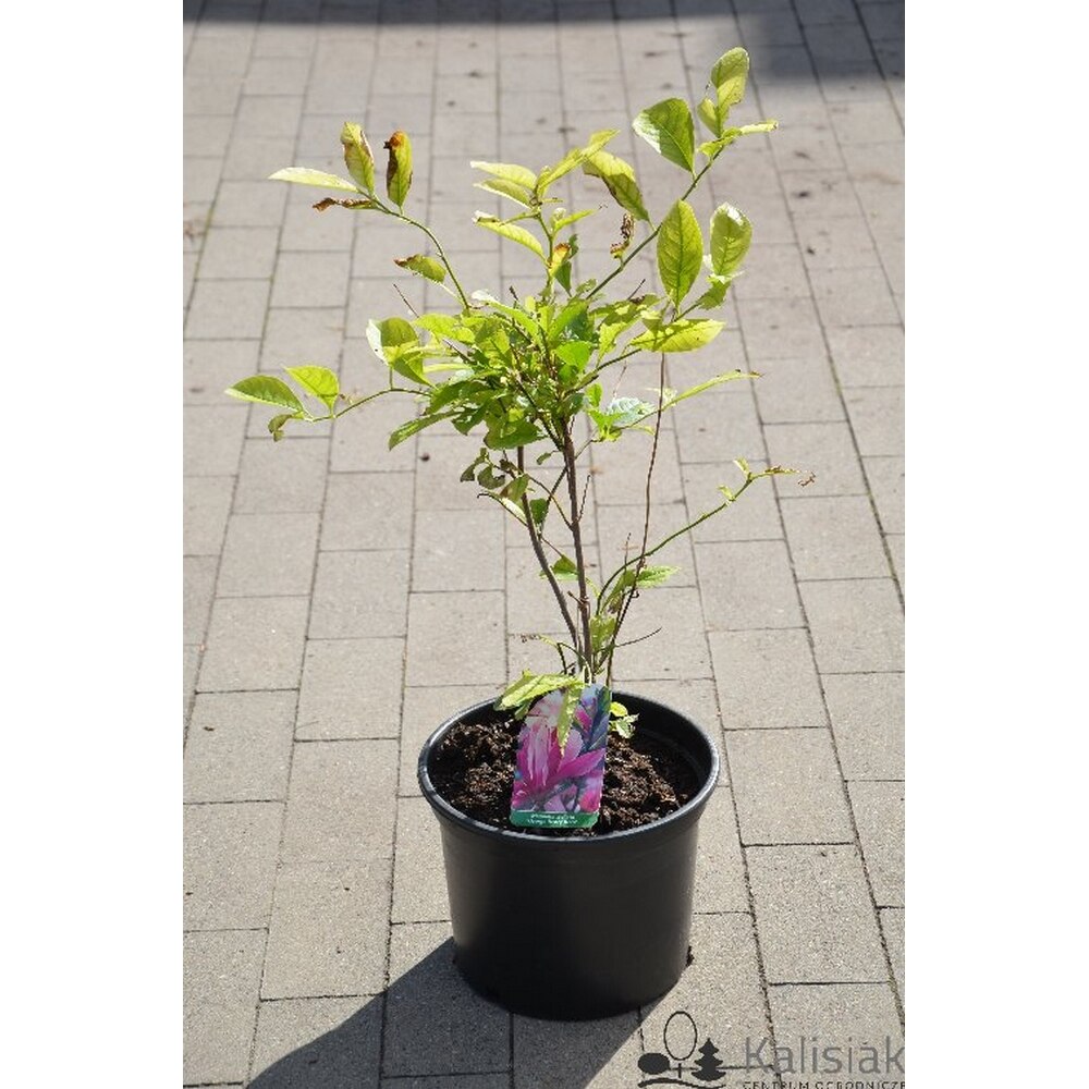Planta Roz Planta ghiveci de Magnolia roz cu alb ”George Henry” de 50-70cm - eMAG.ro