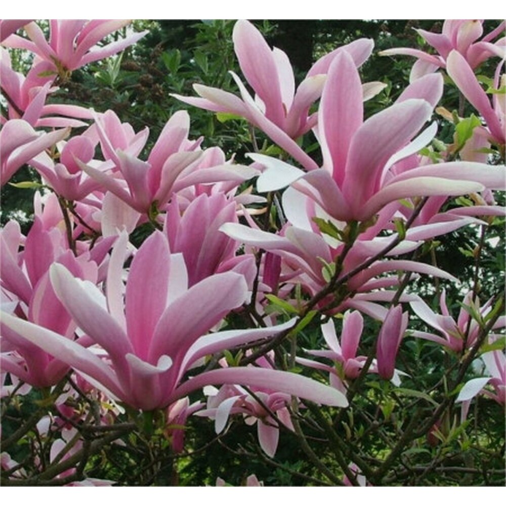 Planta Roz Planta ghiveci de Magnolia roz cu alb ”George Henry” de 50-70cm - eMAG.ro