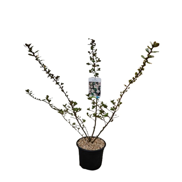 Arbust Escallonia 'Donard Seedling' la ghiveci C2, H 30-40 cm
