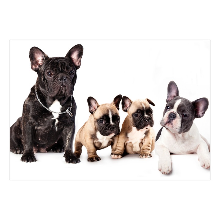 Fototapet Premium - French Dogs - 450 x 315 cm