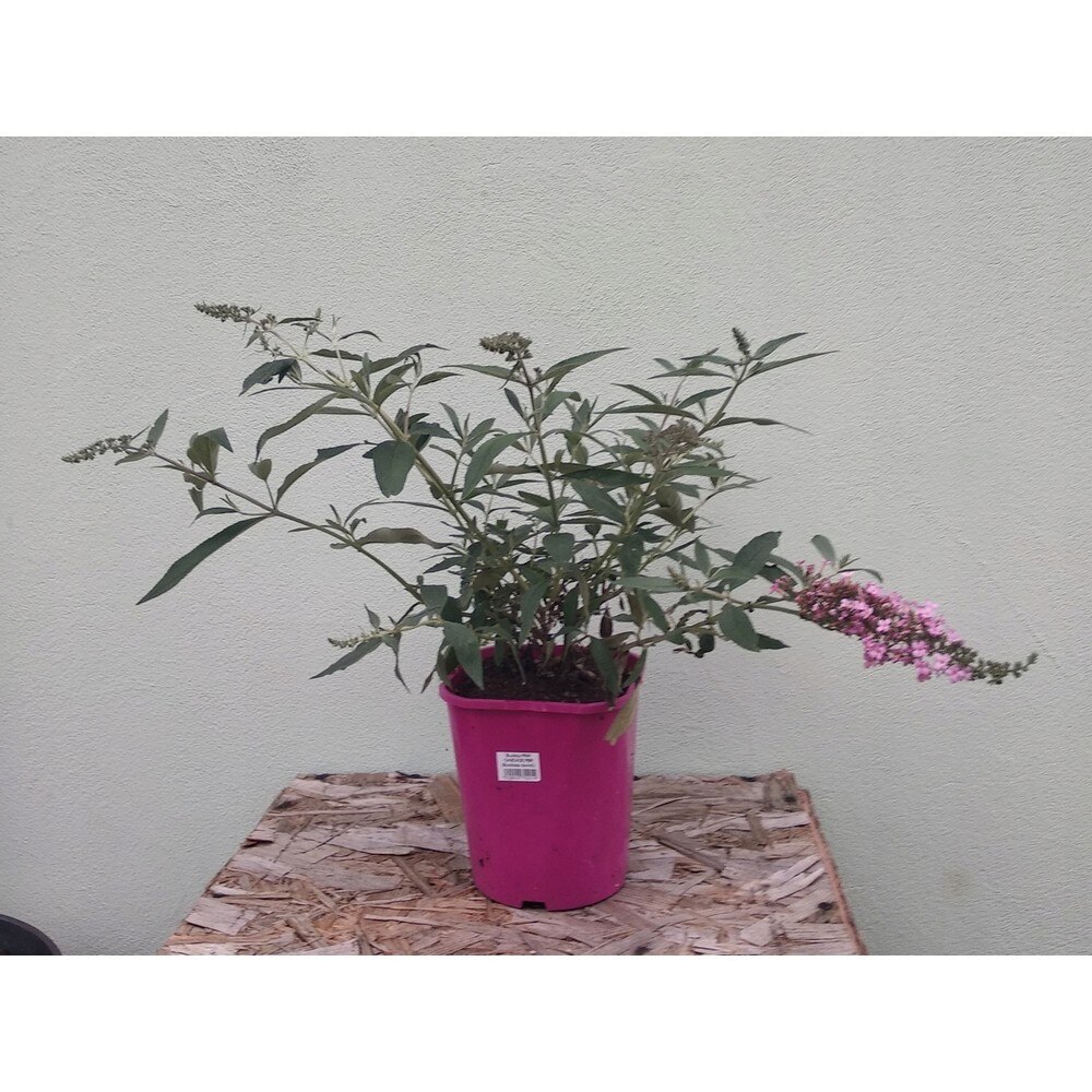 Planta Roz Planta ghiveci de Liliac roz (Pink Cascade) 20cm - eMAG.ro