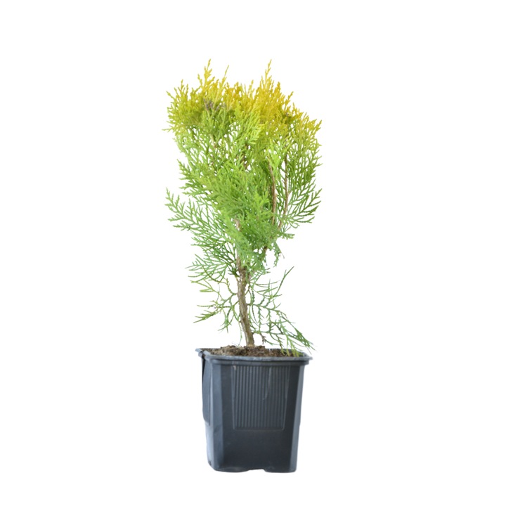 Planta ghiveci de Tuia Aurea Nana 20-25cm