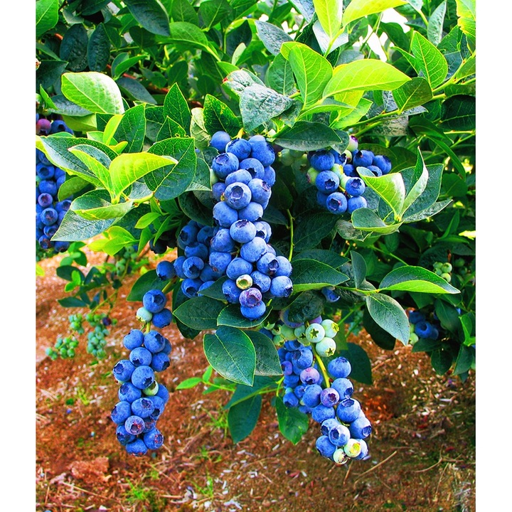 Саксийно растение, сладка боровинка (Vaccinium corymbosum 'Bluegold')