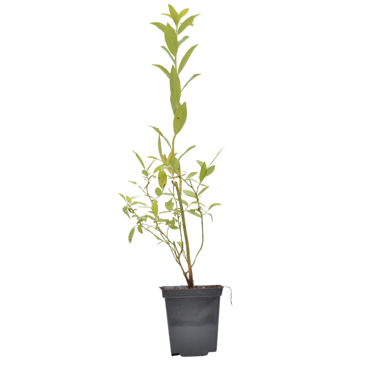 Planta ghiveci de Afin roz de 20-30cm