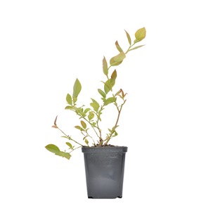 Pomi, arbusti si butasi