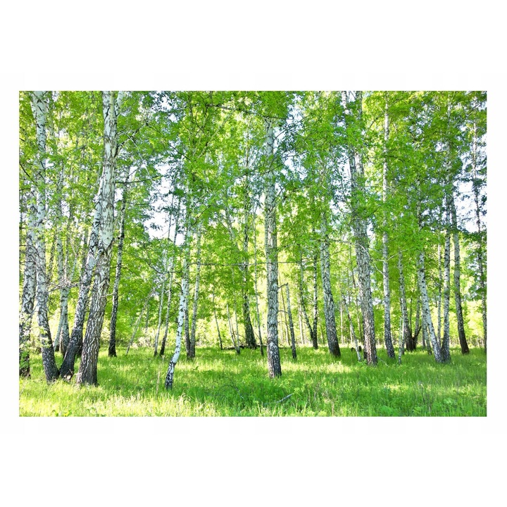 Fotótapéta, Cranberry Forest Trees Nature Green, 250x175 cm