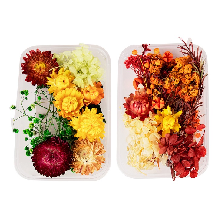 Комплект от 2 кутии пресовани сухи цветя, QttvbTna, Многоцветни, 17x12см