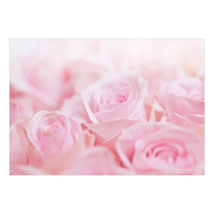 Fototapet Premium - Ocean of Roses - 450 x 315 cm