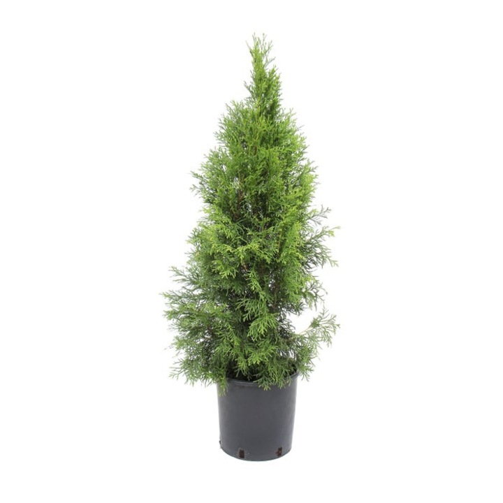 Arbore ornamental Tuia / Thuja occidentalis smaragd, crescut in ghiveci, H 80 - 100 cm