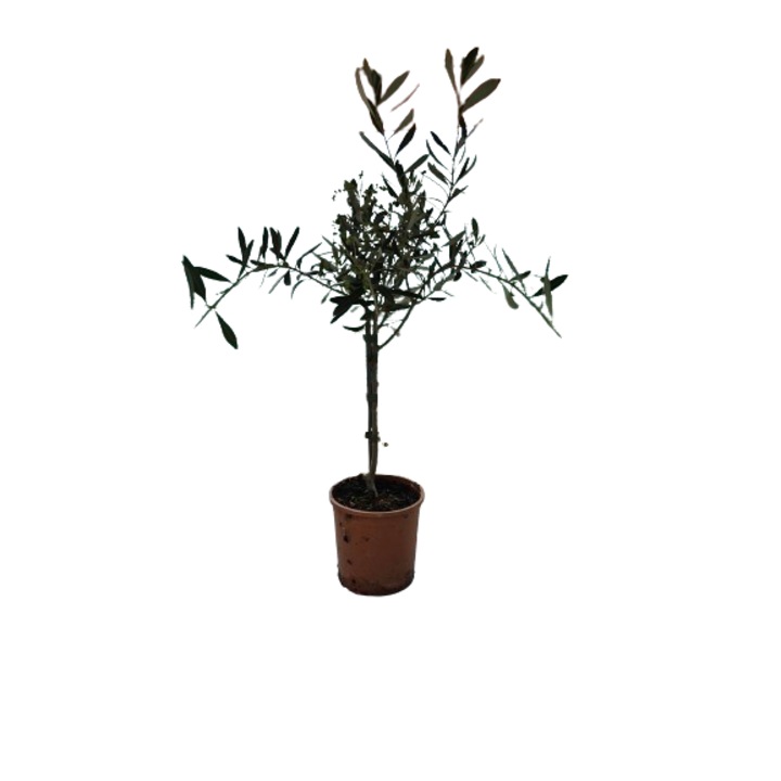 Arbust vesnic verde Maslin, Olea Europea la ghiveci P14 – H 50-60 cm