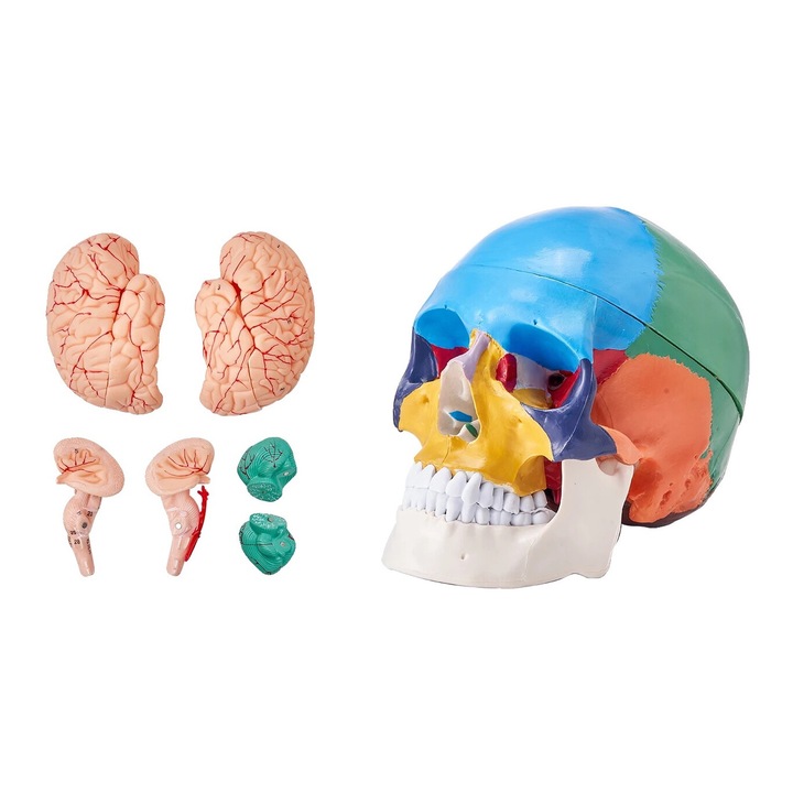 Model de craniu uman pentru anatomie, detasabil, PVC, 215x130x160mm