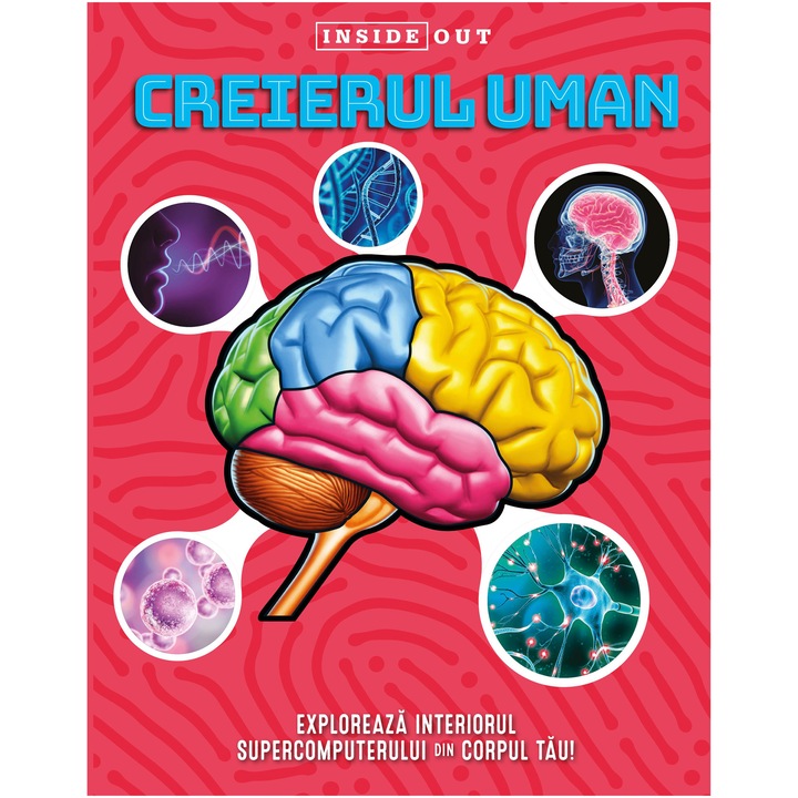 Creierul uman - model 3D