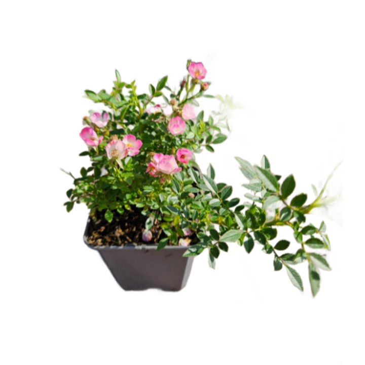 Trandafir miniatural alpin Rosa Cutie Pie la ghiveci P9-H 10 cm