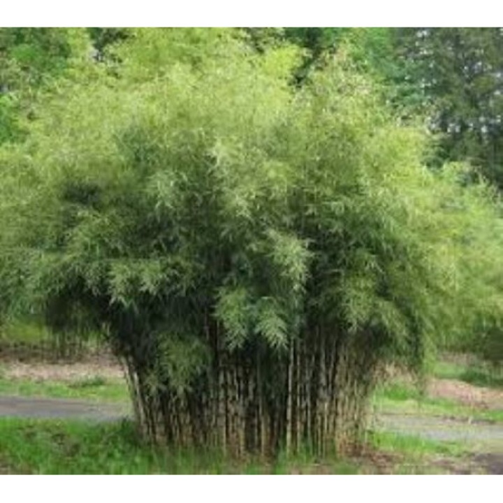 Fargesia rufa - Bambus de gradina vesnic verde la ghiveci P17, H 50-60 cm -  eMAG.ro