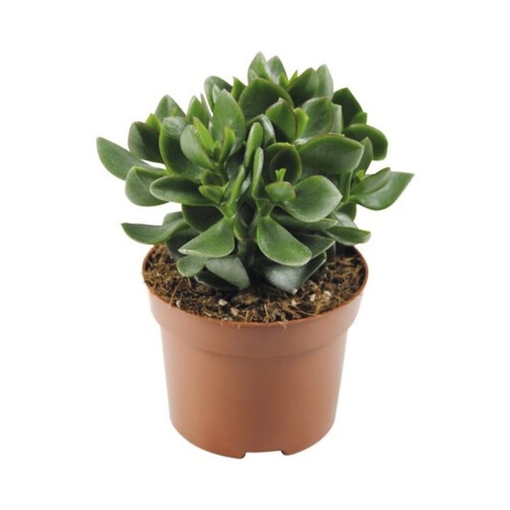 Arborele De Bani Floraself Crassula Ovata 'hulk' H 15-20 Cm Ghiveci Ø 12 Cm