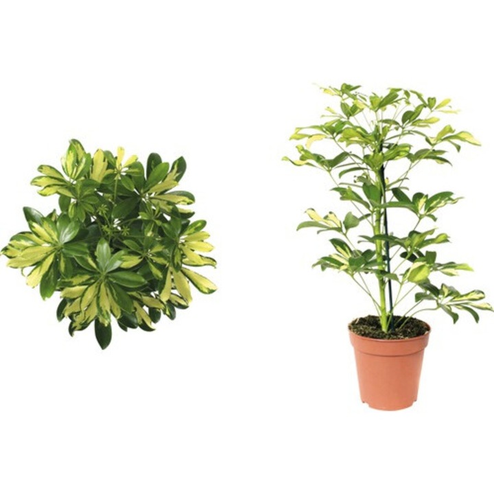 Arborele Umbrela Floraself Schefflera Arboricola 'gerda' H 45-55 Cm Ghiveci Ø 13 Cm