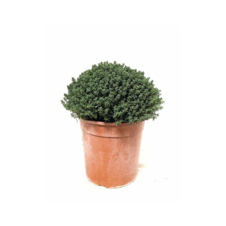 Cimbru Floraself Thymus Vulgaris Ghiveci Ø 18 Cm