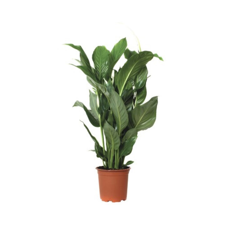 Crinul Pacii Floraself Spathiphyllum Wallisii 'sweet Silvio' H 70-80 Cm Ghiveci Ø 17 Cm