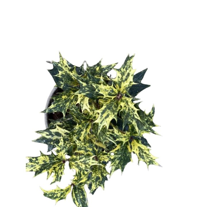 Arbust peren vesnic verde cu flori parfumate, Osmanthus heterophyllus Goshiki la ghiveci C2 - H 30-40 cm