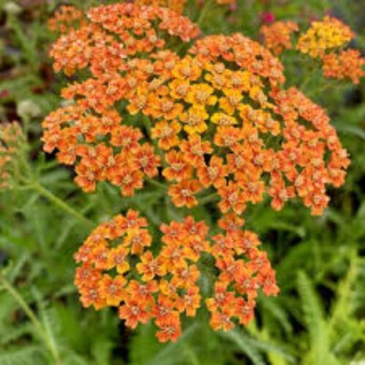 Achillea Terracotta, Coada soricelului decorativa, 1 radacina nuda