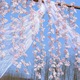 Ghirlanda Artificiala cu 135 Flori de Cires, 1.8m – Decor Japonez Pentru Nunta, Camera sau Exterior, Roz