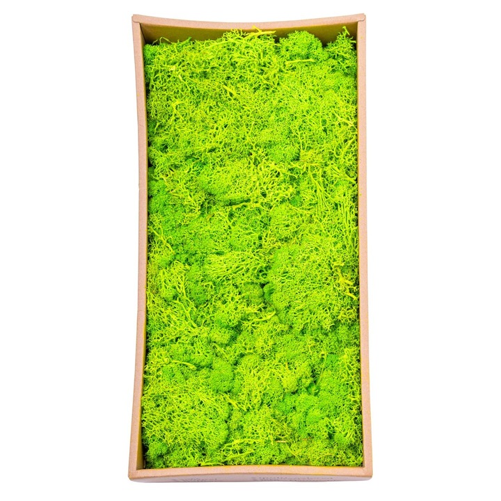 Премиум естествени лишеи, стабилизирани, Naimeed D6565, за ръчно изработени декорации, биоразградими, 500g