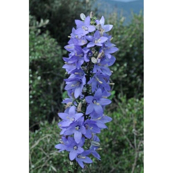 Planta perena Campanula pyramidalis - Clopotel piramida la ghiveci P9, H 5  - 10 cm - eMAG.ro