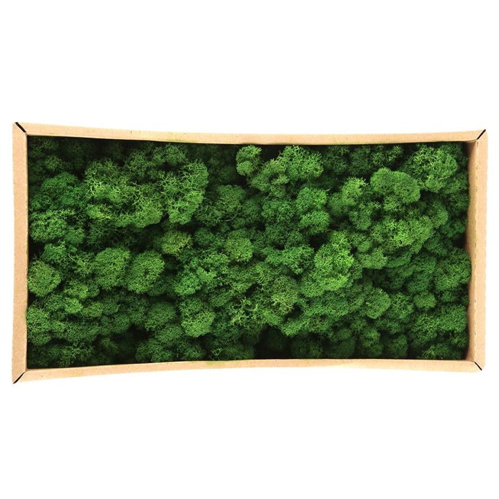 Dekoratív moha, Mmgoqqt, 500g, karbantartásmentes, zöld