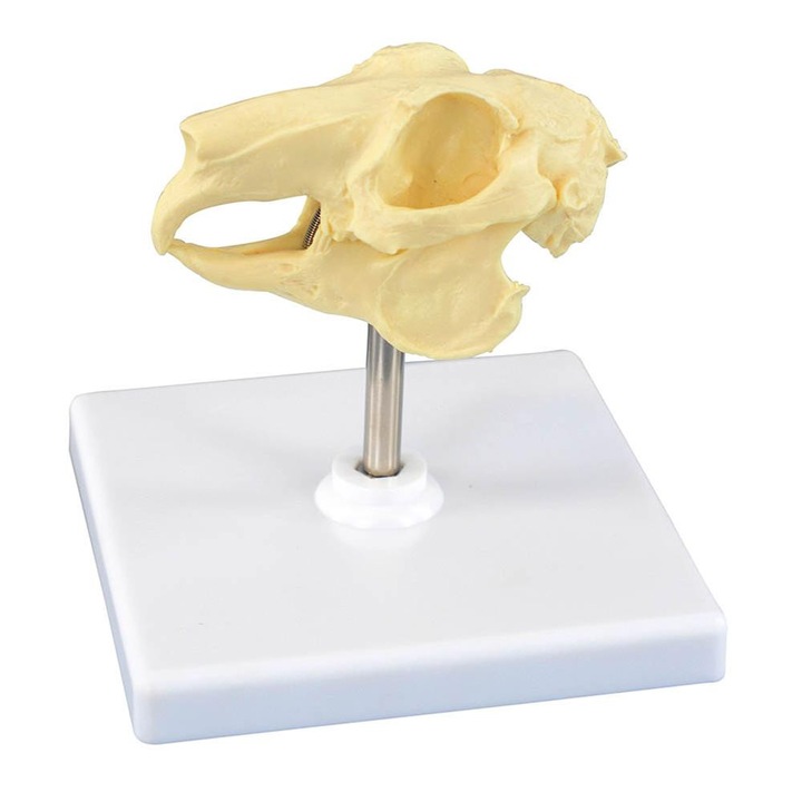 Craniu original de iepure