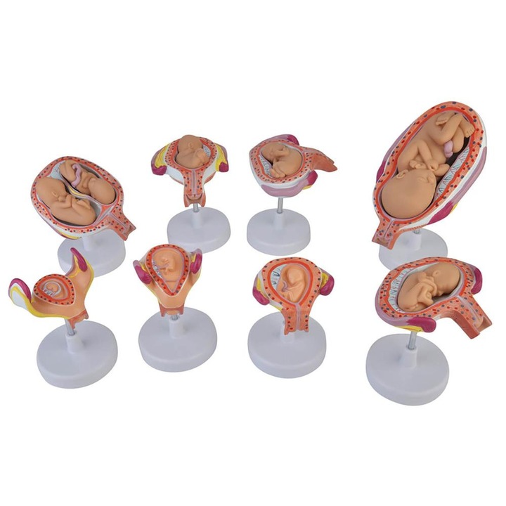 Uterul in perioada sarcinii