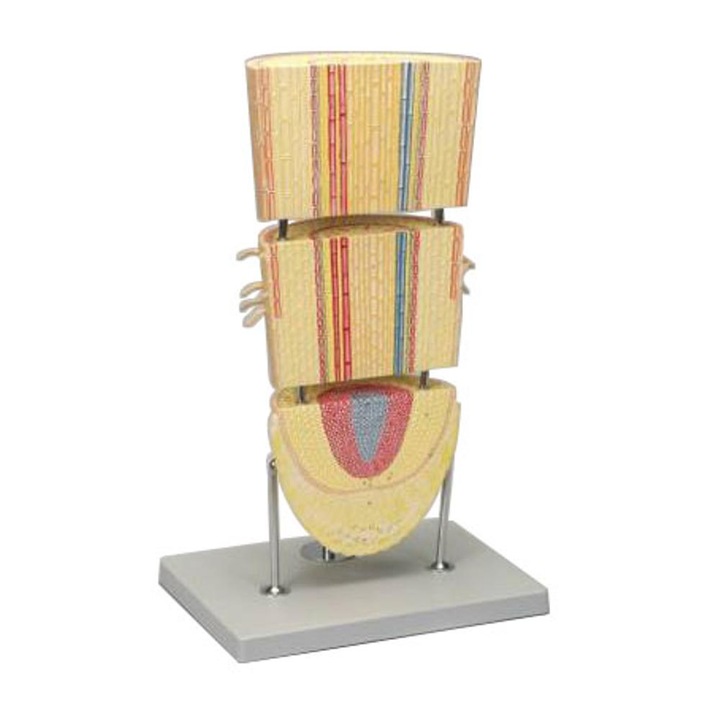 Structura radacinii unei plante monocotiledonate