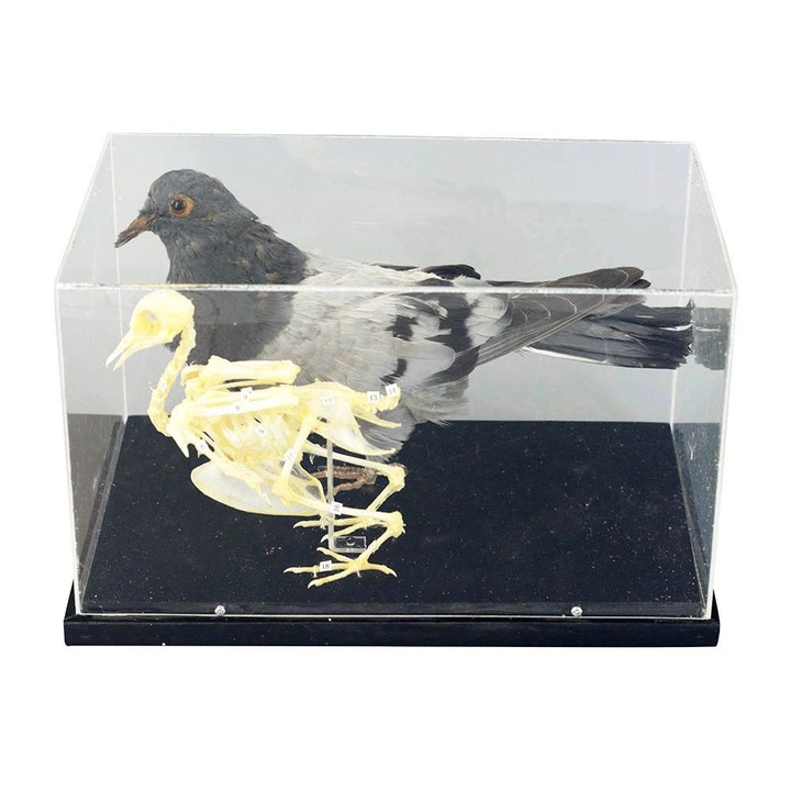 Diorama: Schelet de porumbel si porumbel umplut