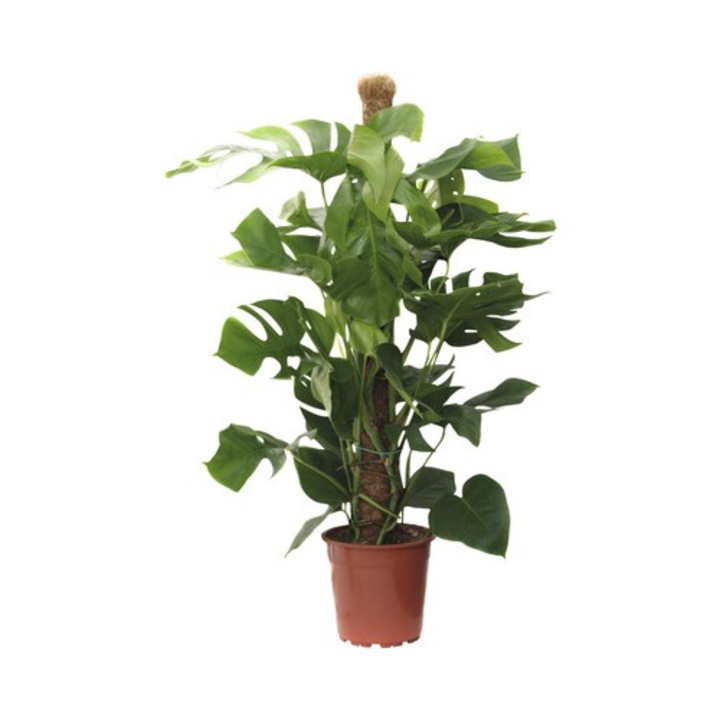 Ananas Saracului Floraself Monstera Deliciosa H 110-120 Cm Ghiveci Ø 24 Cm
