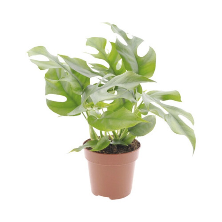 Ananas Saracului Floraself Monstera Minima H 15-30 Cm Ghiveci Ø 12 Cm