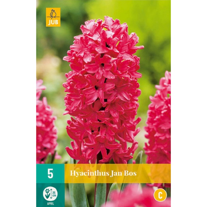 Bulbi, Zambile Jan Bos, Jub Holland, 5 buc