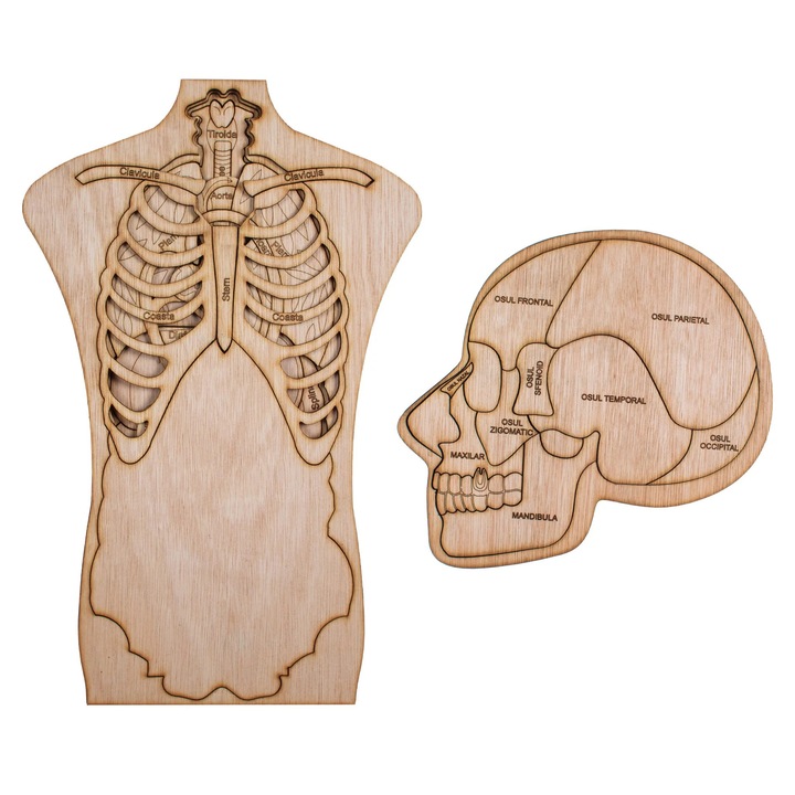 Többrétegű emberi test és koponya fa puzzle, 24 cm x 57 cm