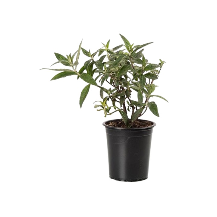 Arbust Buddleja Davidii Flower Power - Liliac de vara la ghiveci C2, H 30-40 cm