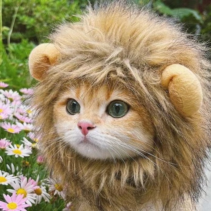 Costum de pisica cu coama de leu