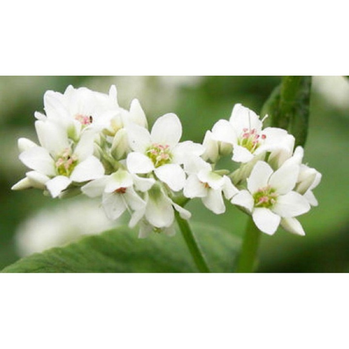 Seminte Hrisca - punga 1 kg