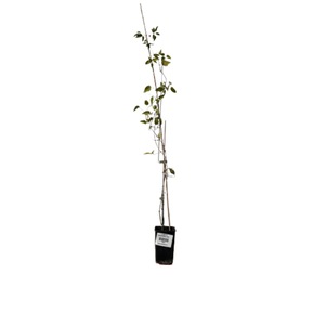 Plante in ghiveci