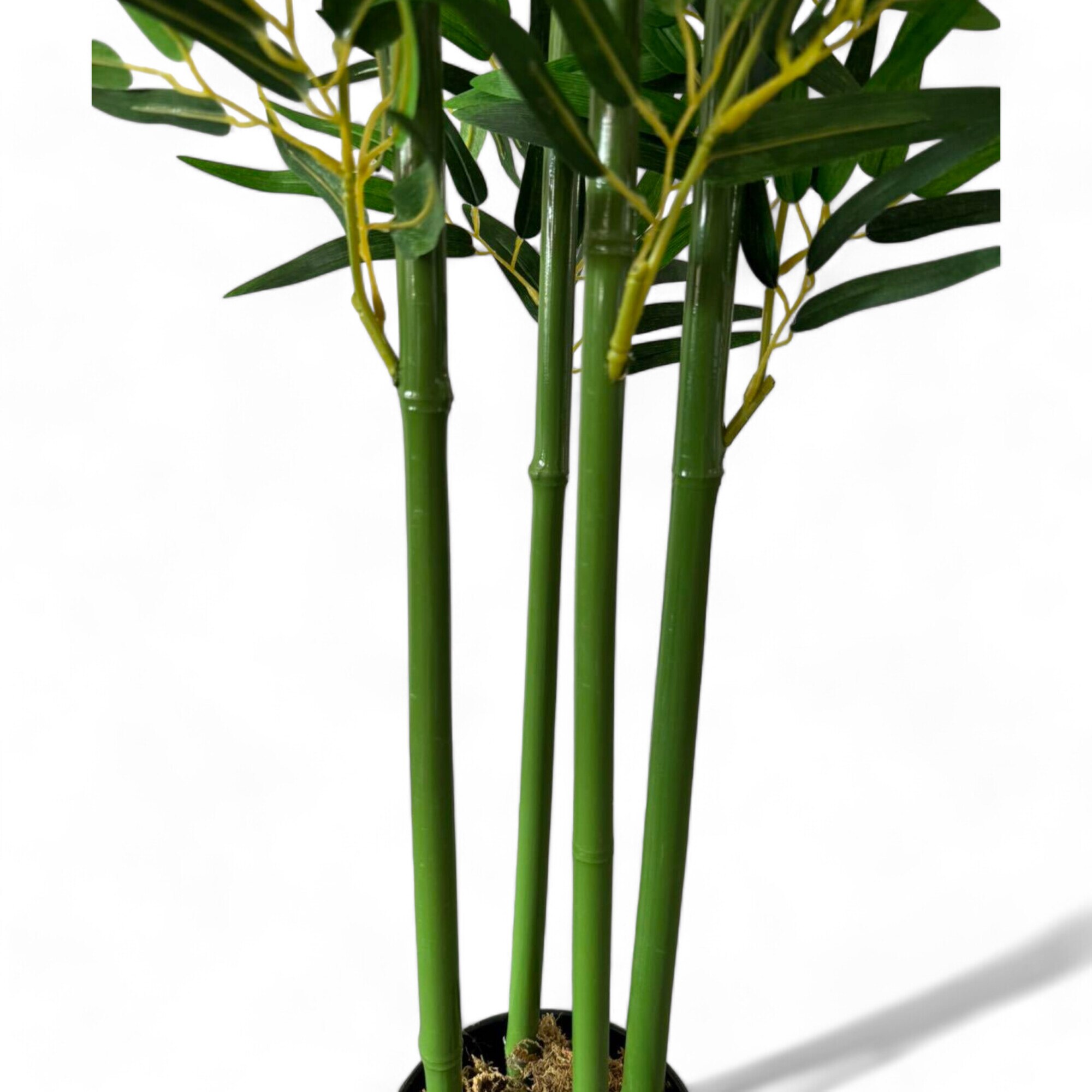 where to buy cactus plants near me #EC67 EXACT Trichocereus Pachanoi 46