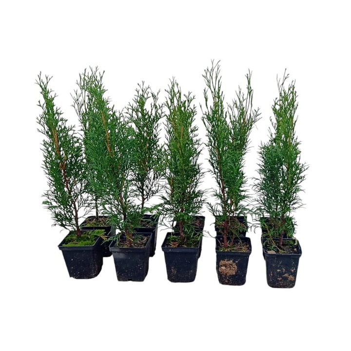 Set 10 plante la ghiveci Tuia Smaragd, 35-45 cm, verde